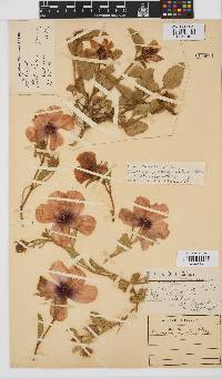 Hibiscus pusillus image