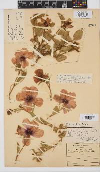 Hibiscus pusillus image