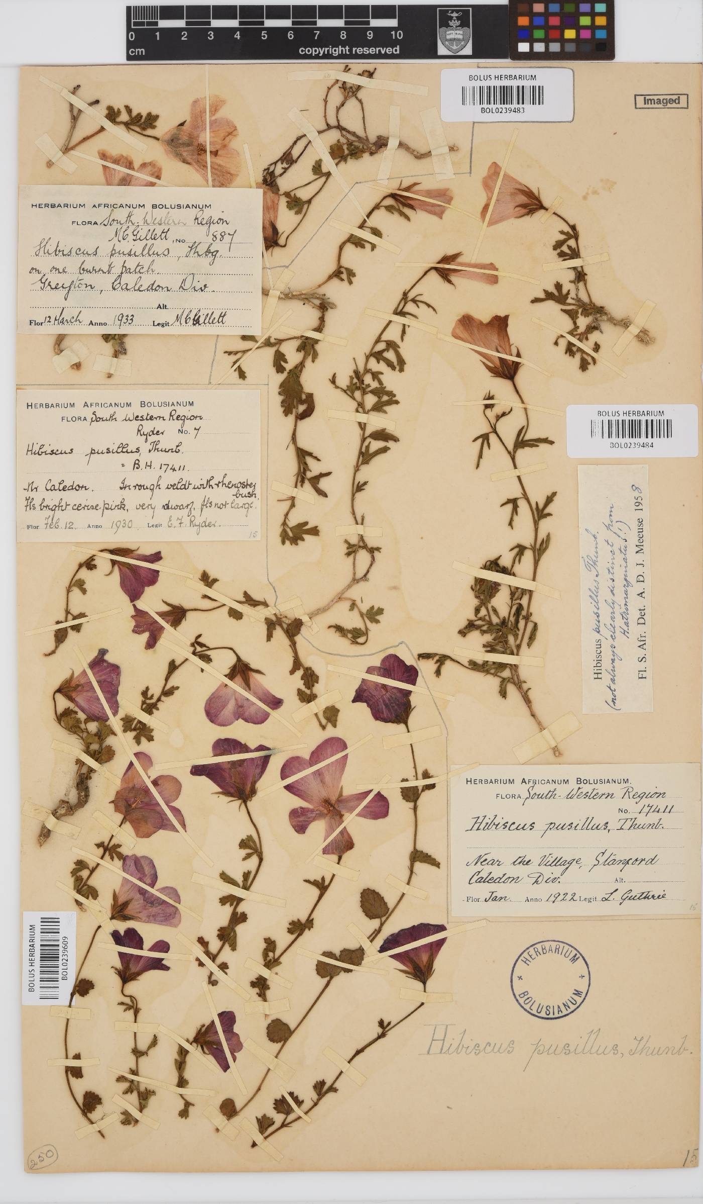 Hibiscus pusillus image