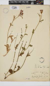 Hibiscus pusillus image