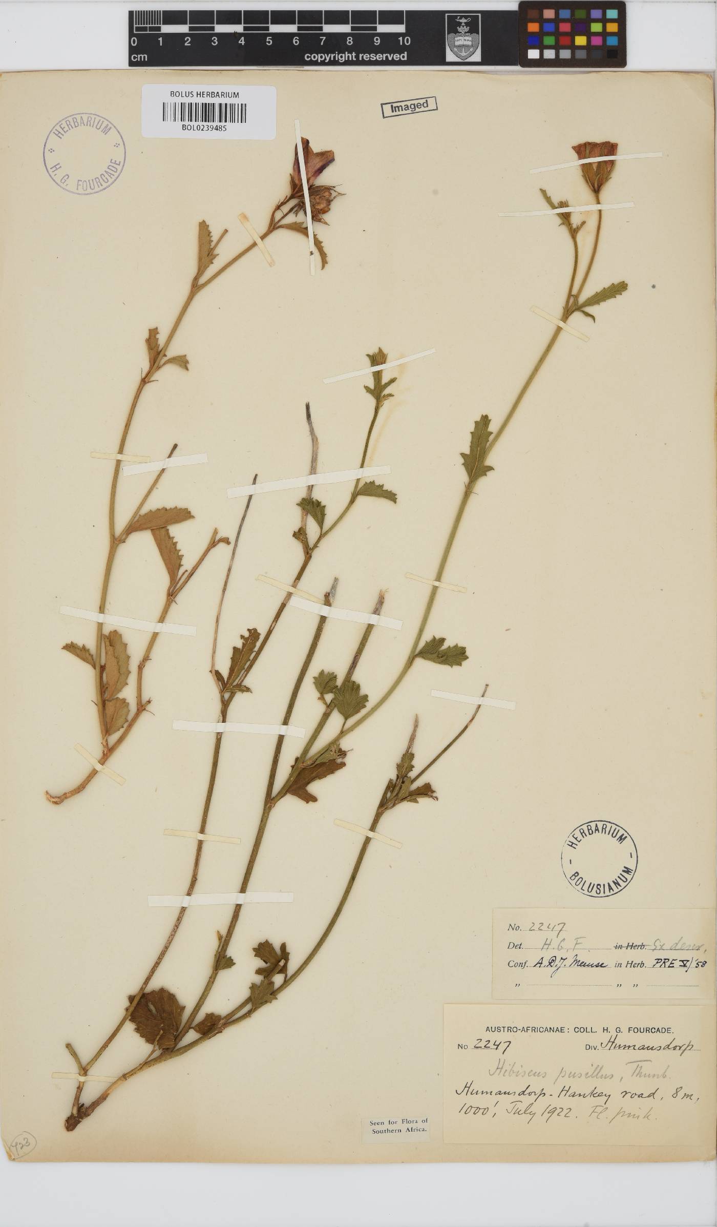 Hibiscus pusillus image