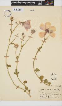 Hibiscus pusillus image