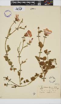 Hibiscus pusillus image