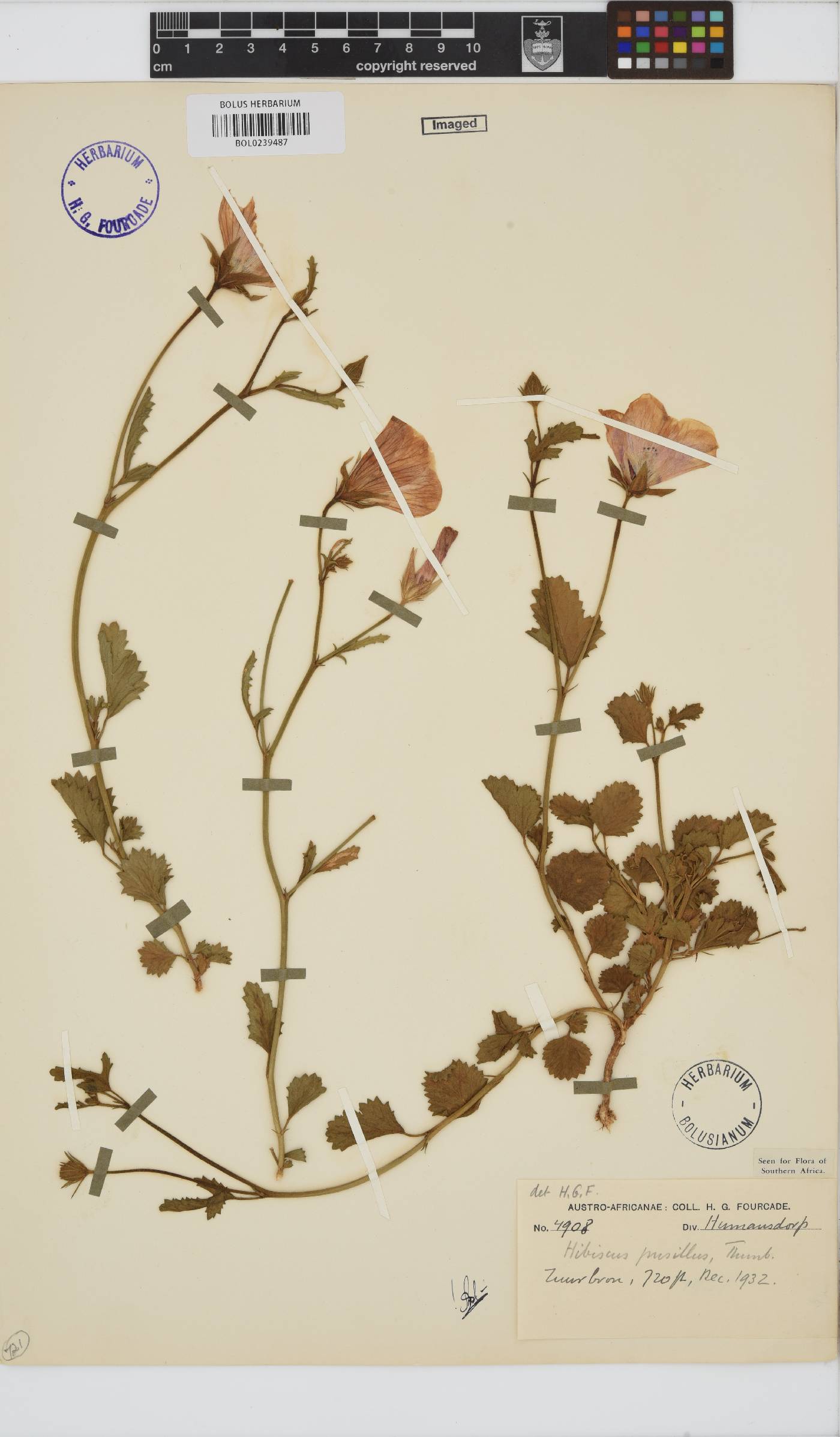 Hibiscus pusillus image