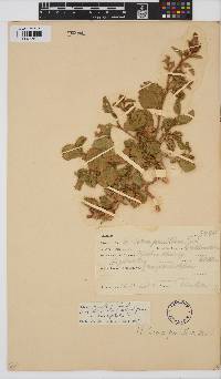 Hibiscus pusillus image