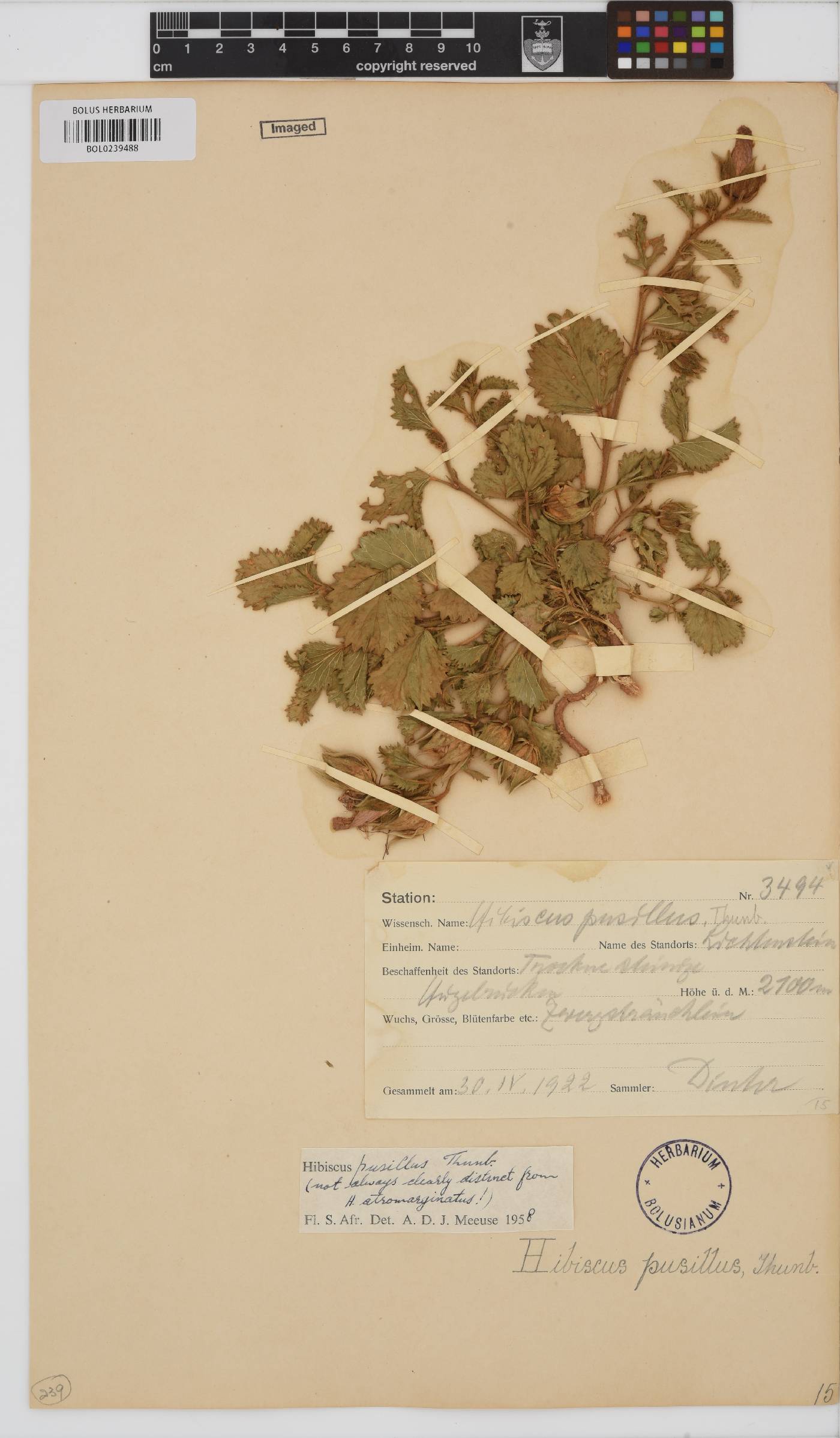 Hibiscus pusillus image