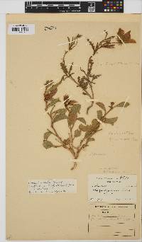 Hibiscus pusillus image