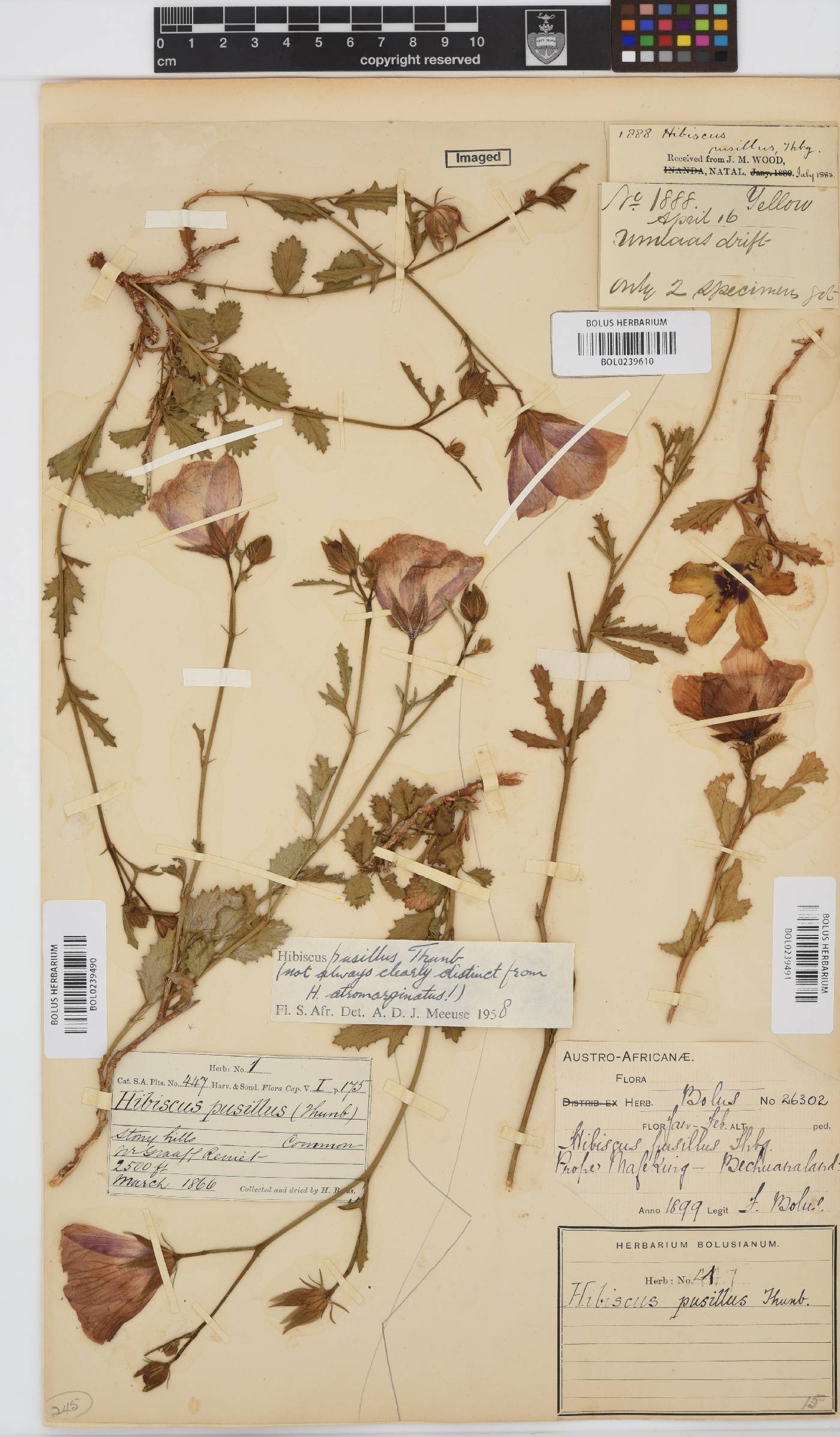 Hibiscus pusillus image