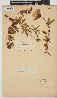 Hibiscus pusillus image