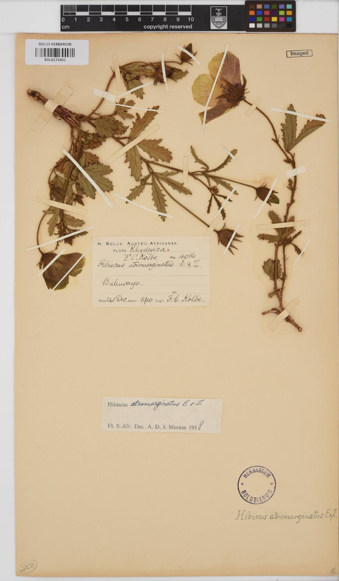 Hibiscus pusillus image