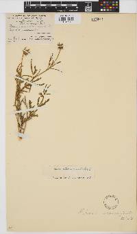 Hibiscus pusillus image