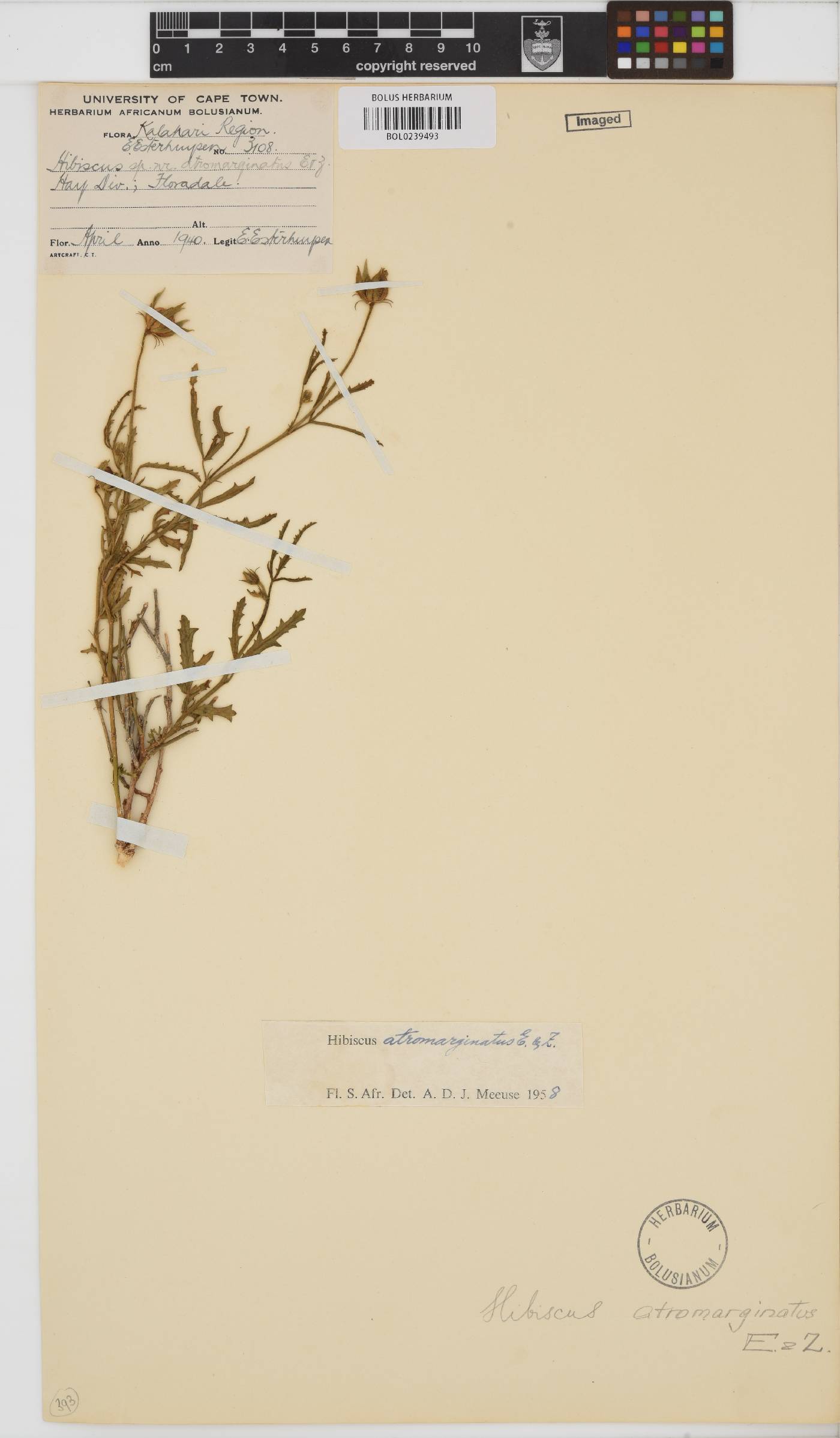 Hibiscus pusillus image