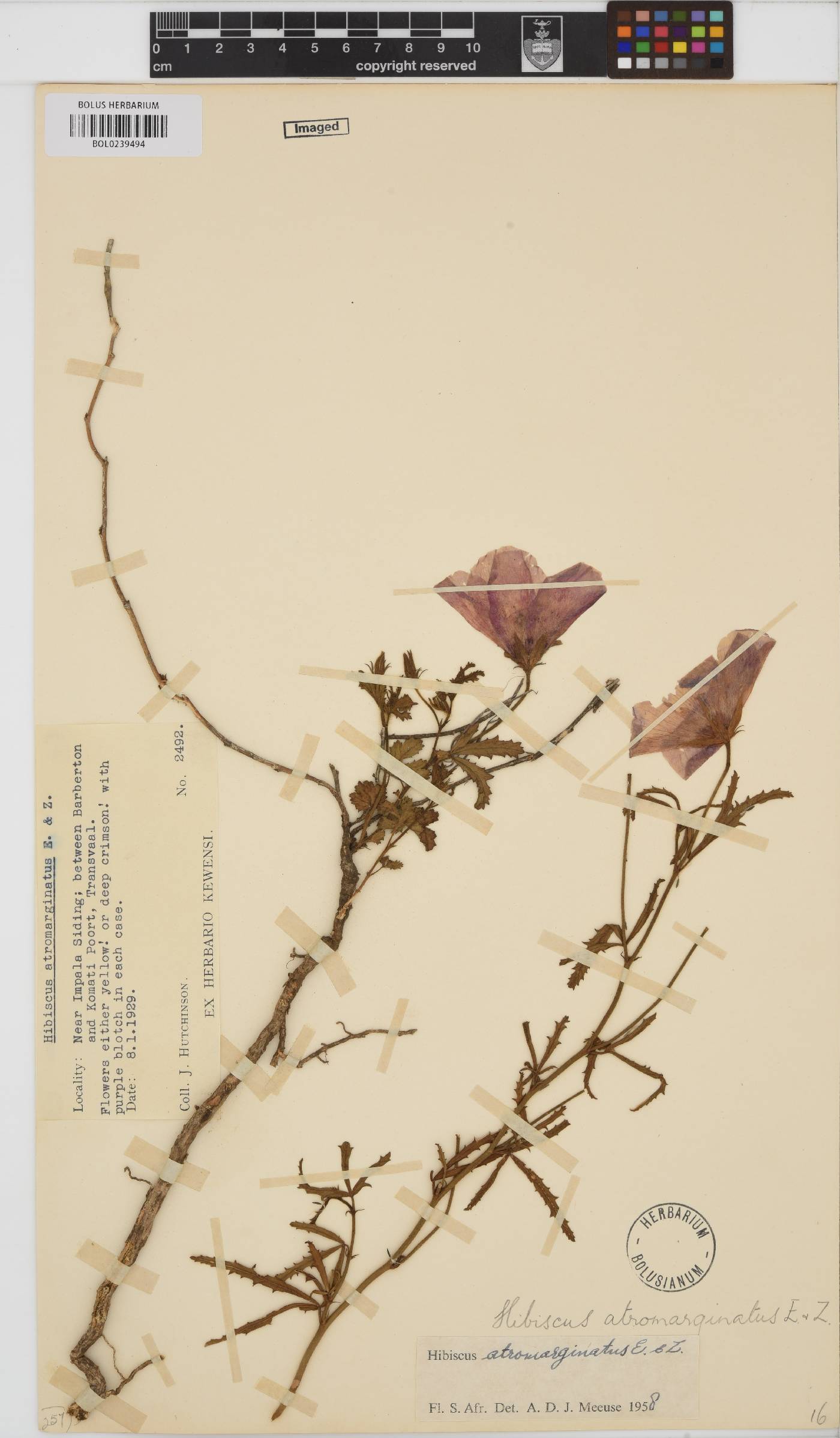 Hibiscus pusillus image