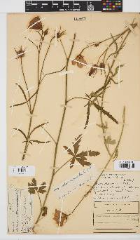 Hibiscus pusillus image