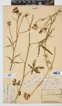 Hibiscus pusillus image