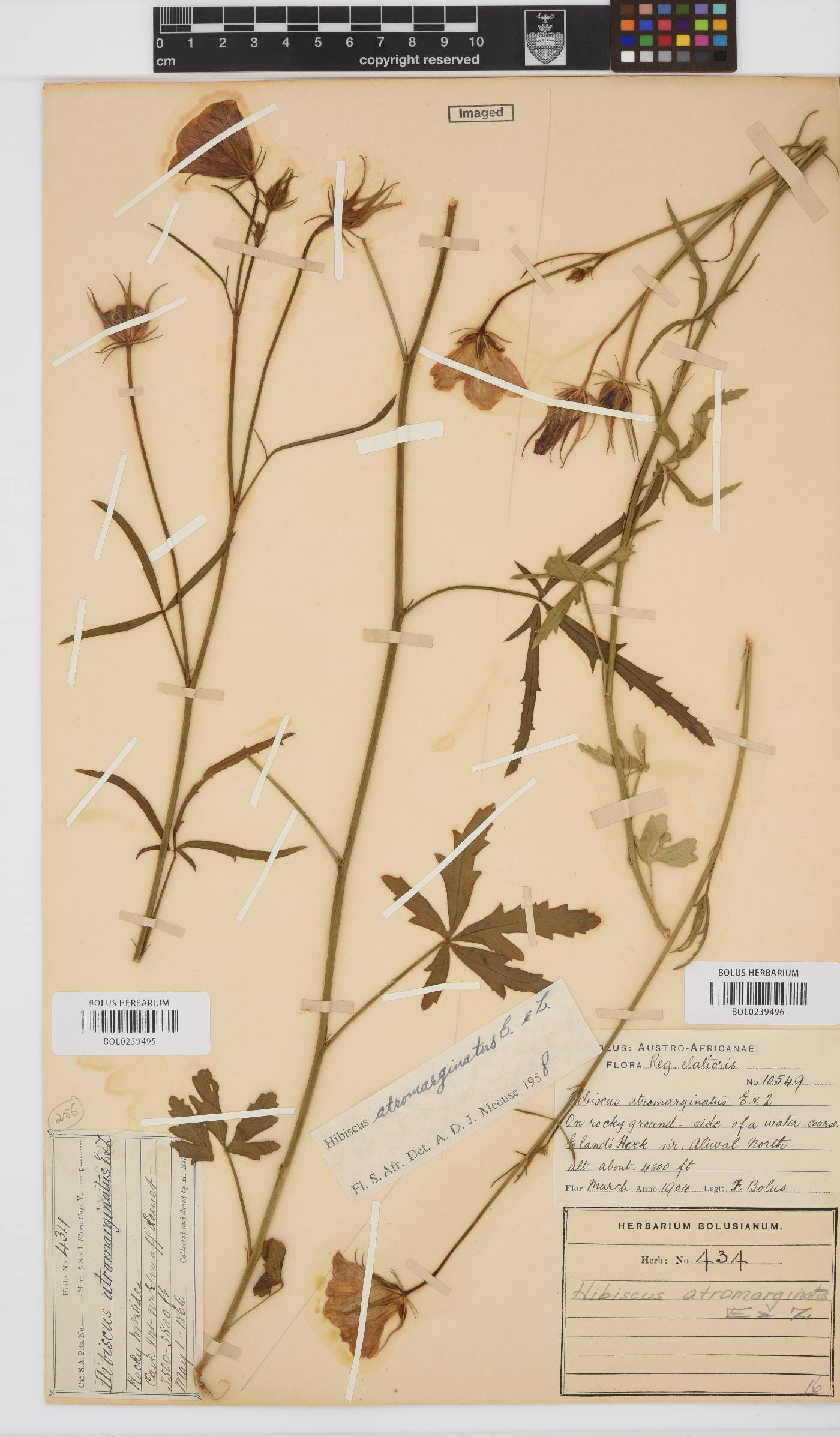 Hibiscus pusillus image