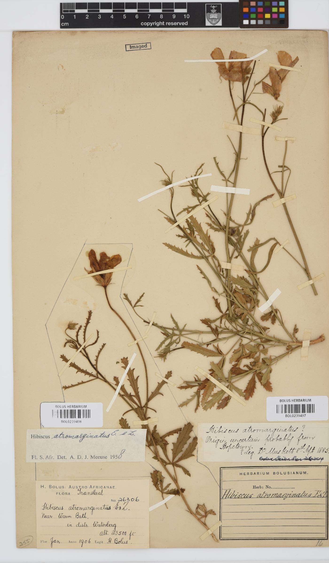 Hibiscus pusillus image