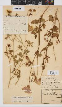 Hibiscus pusillus image