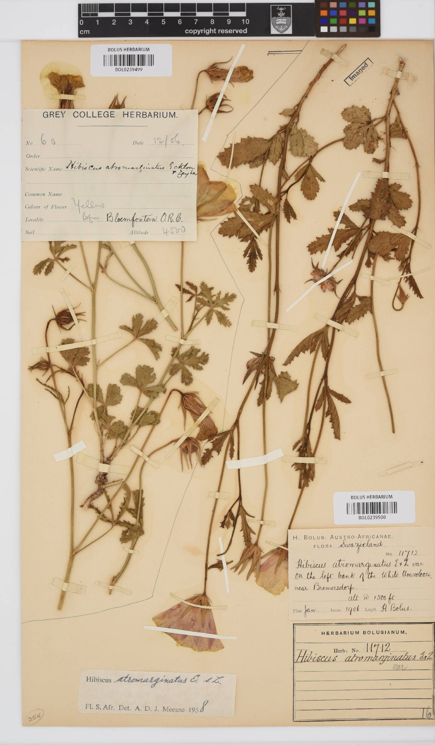 Hibiscus pusillus image