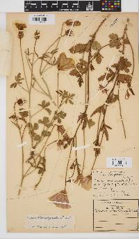 Hibiscus pusillus image
