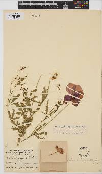 Hibiscus pusillus image