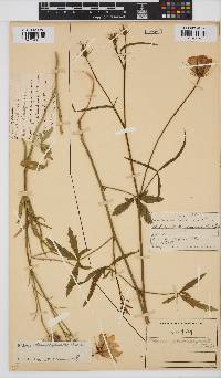 Hibiscus pusillus image