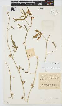 Hibiscus palmatus image