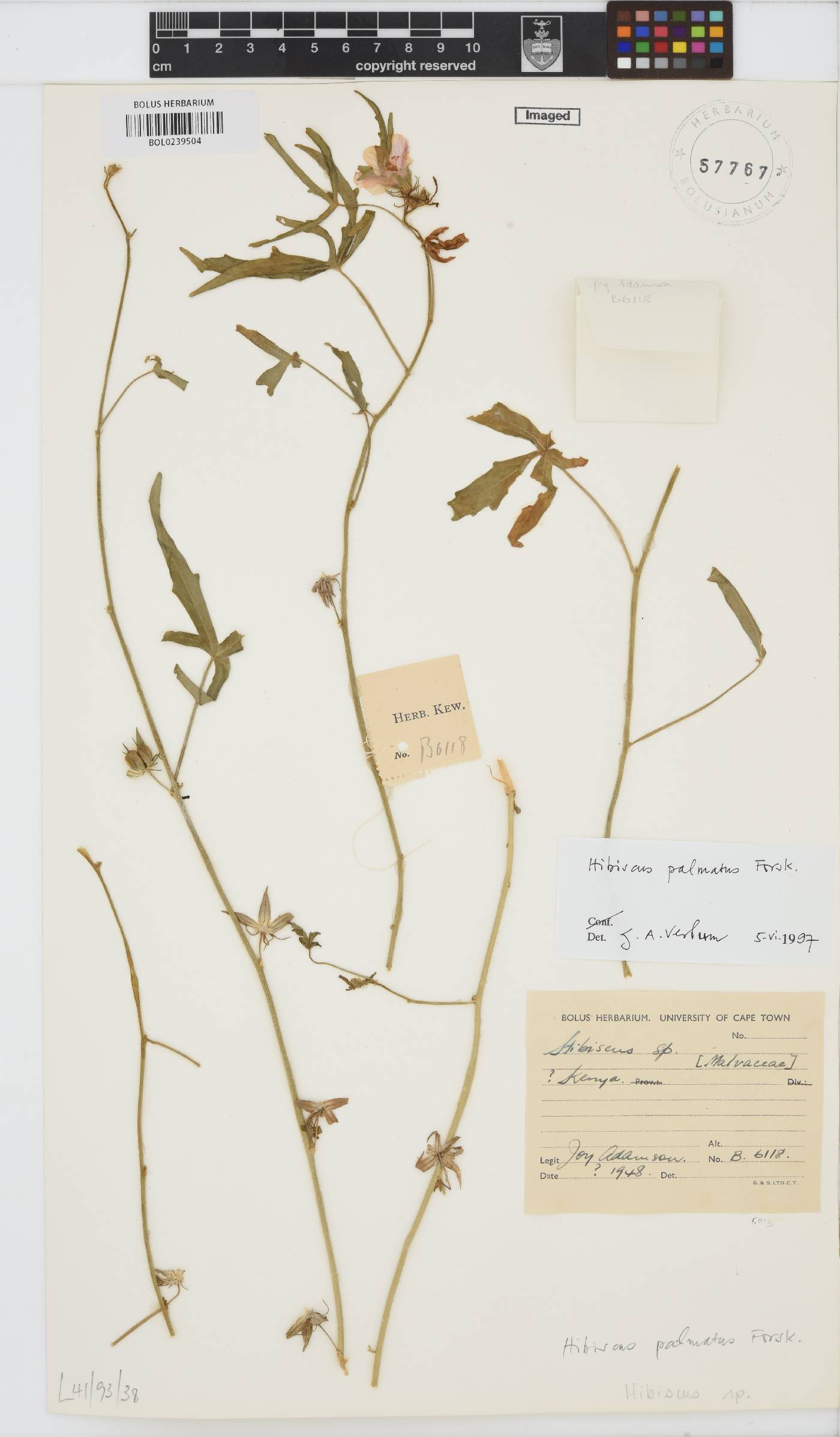 Hibiscus palmatus image