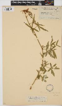 Hibiscus palmatus image