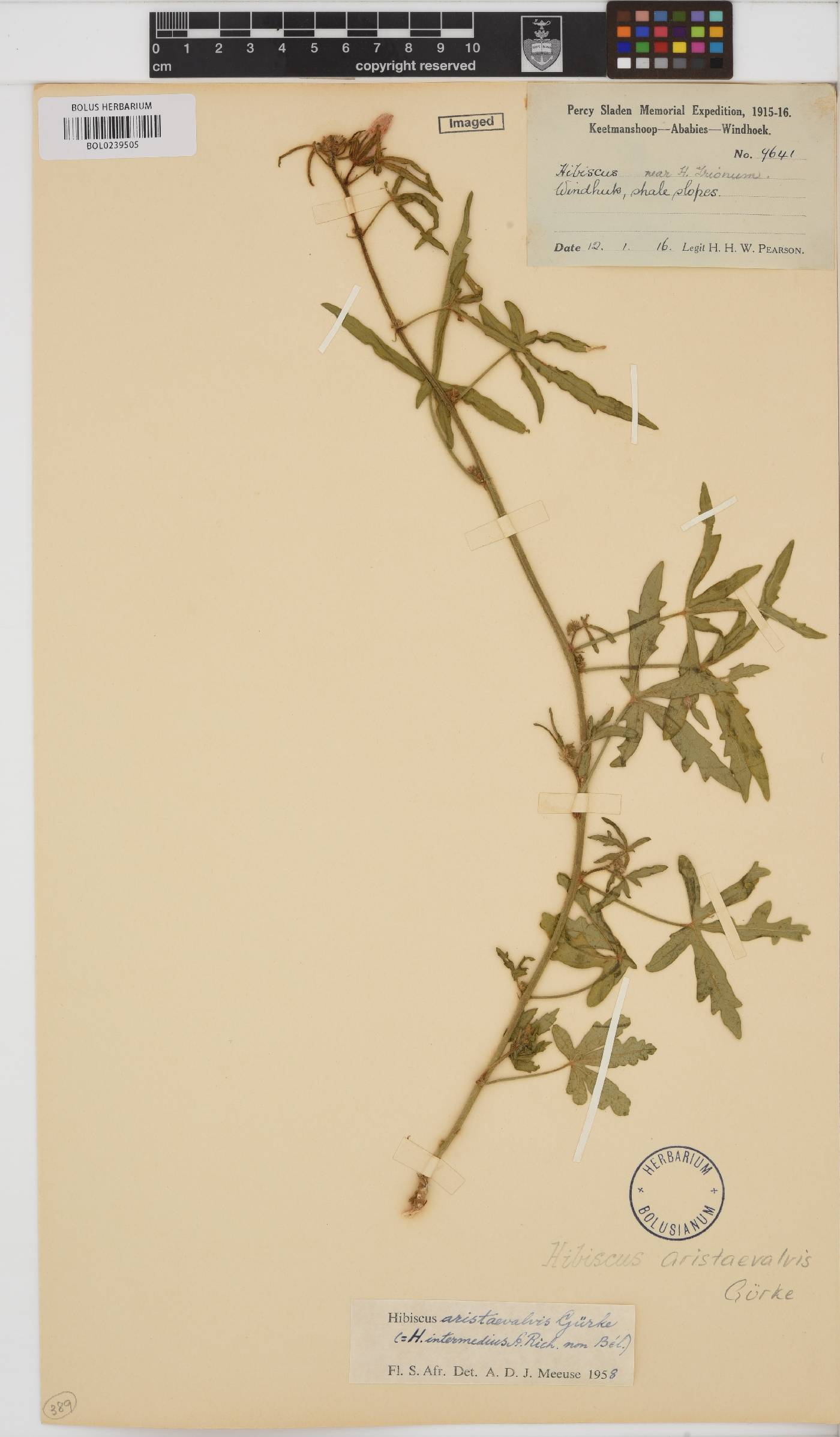 Hibiscus palmatus image