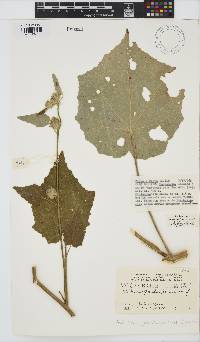 Hibiscus panduriformis image