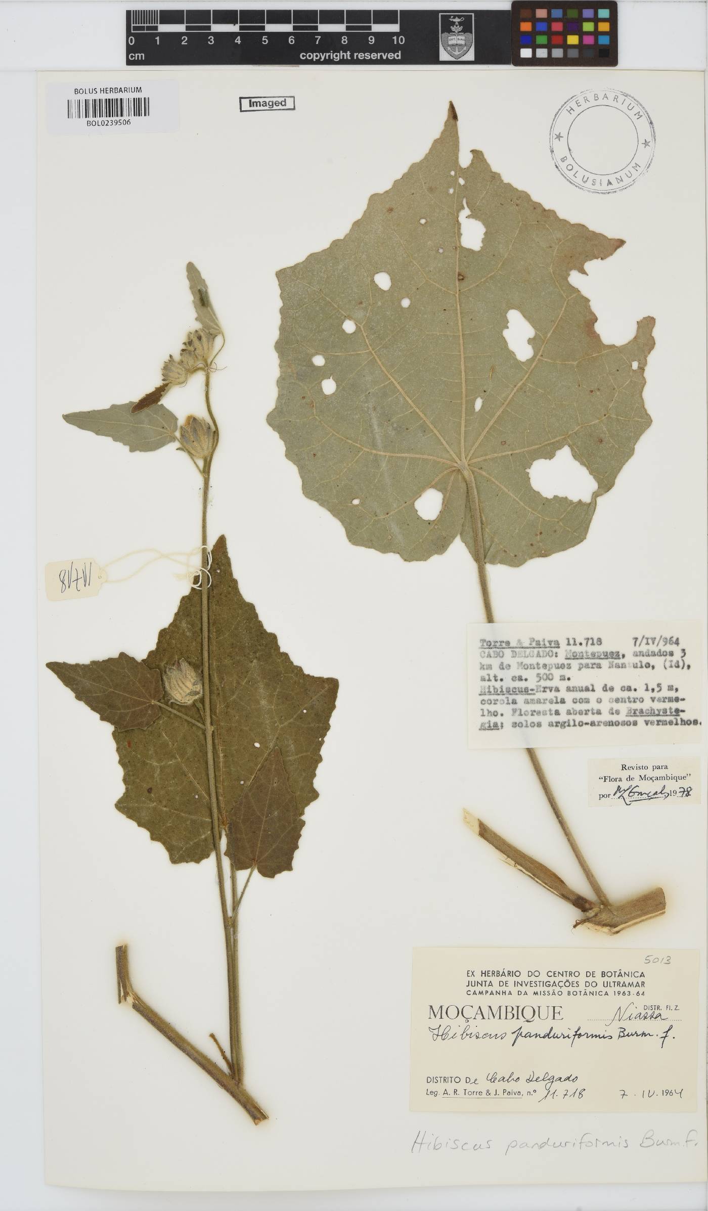 Hibiscus panduriformis image