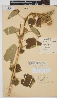 Hibiscus panduriformis image