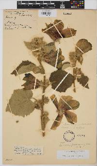 Hibiscus panduriformis image