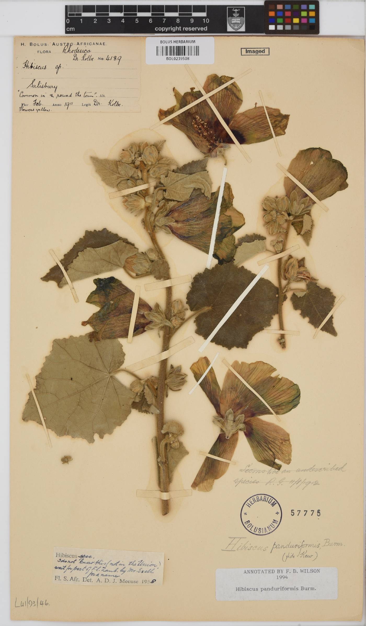Hibiscus panduriformis image