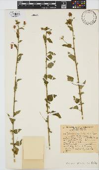 Hibiscus praeteritus image