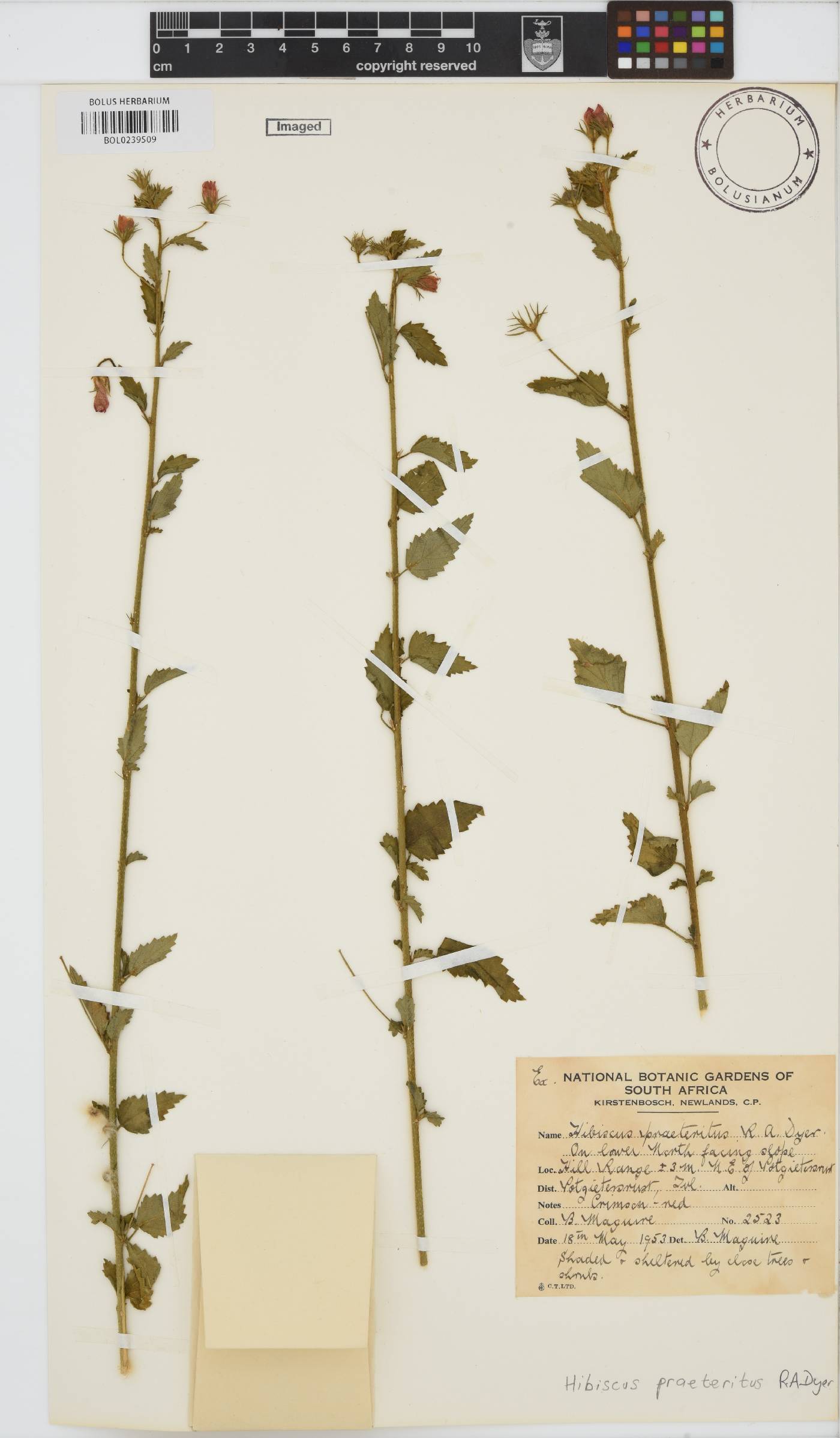 Hibiscus praeteritus image