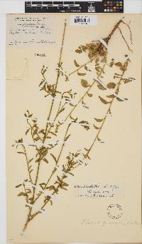 Hibiscus praeteritus image