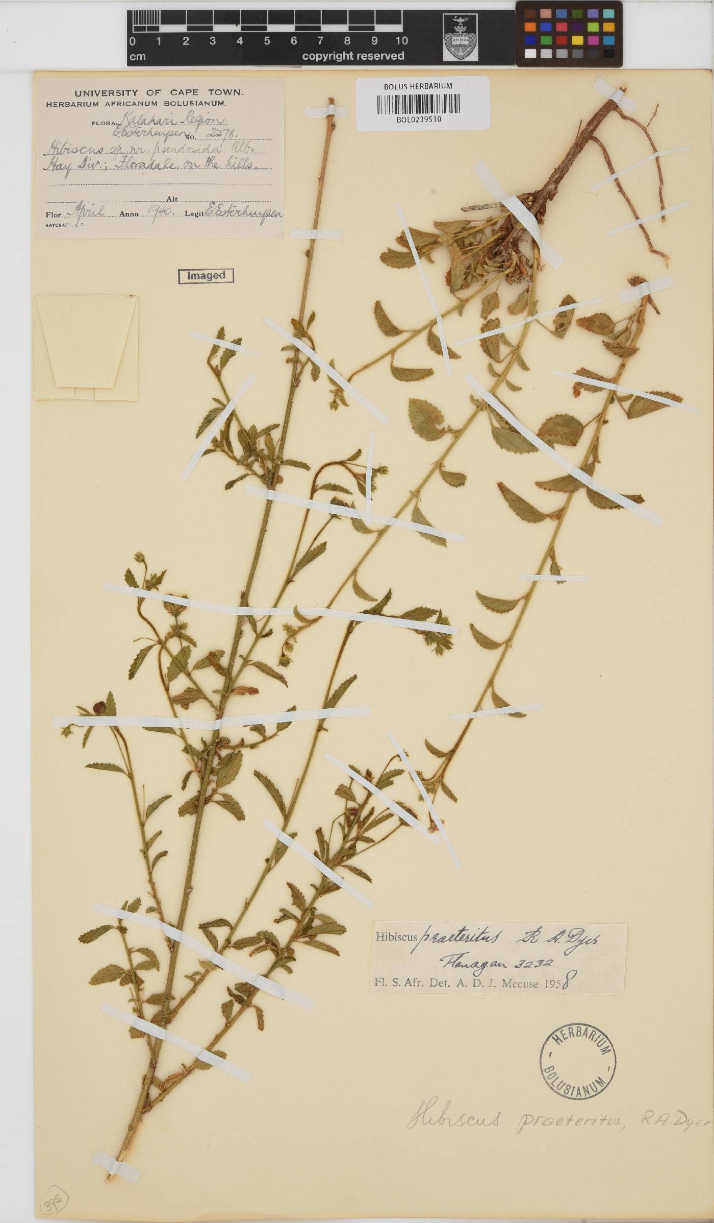 Hibiscus praeteritus image