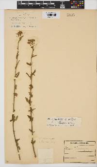 Hibiscus praeteritus image
