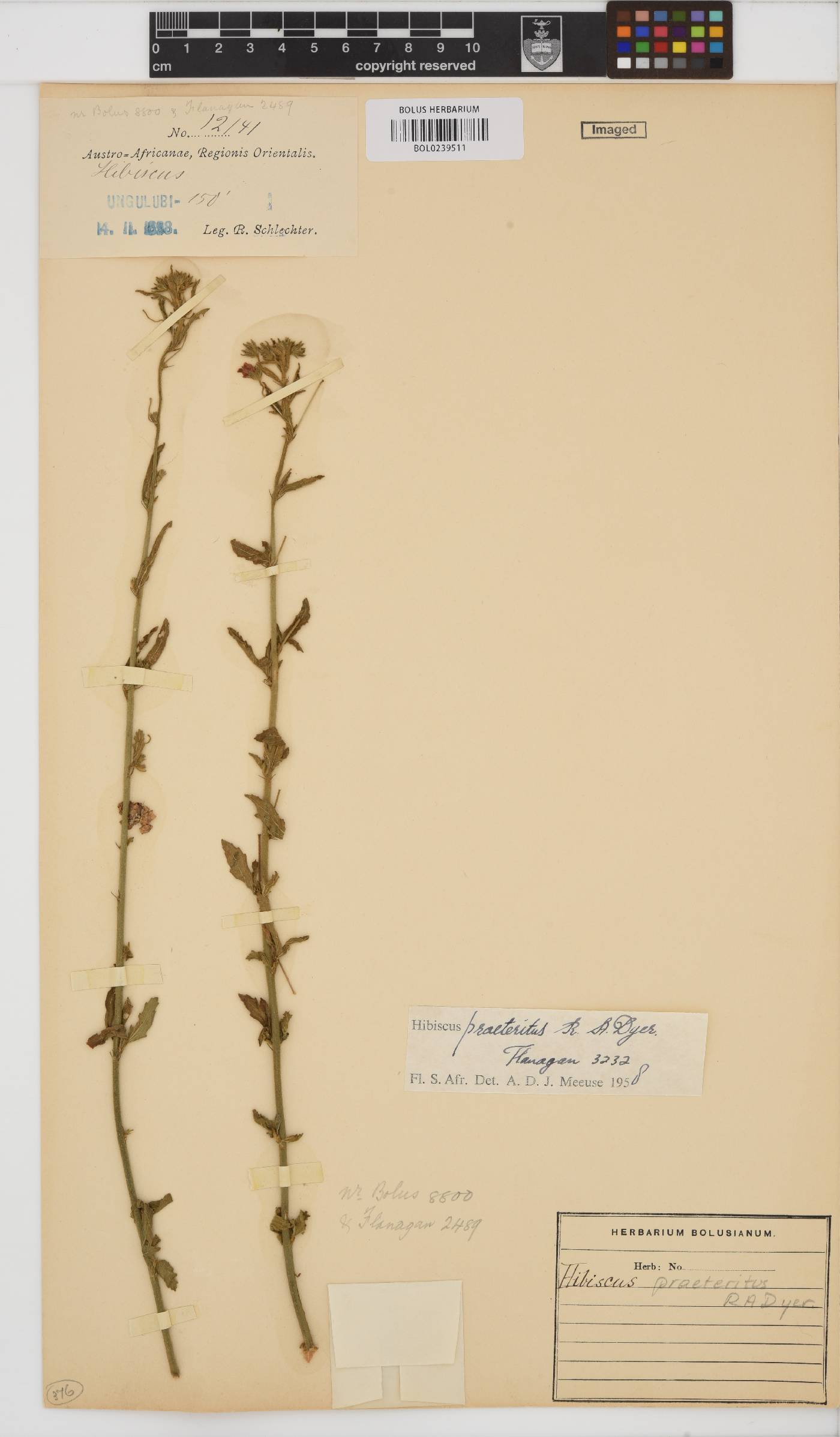 Hibiscus praeteritus image