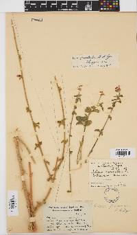 Hibiscus praeteritus image