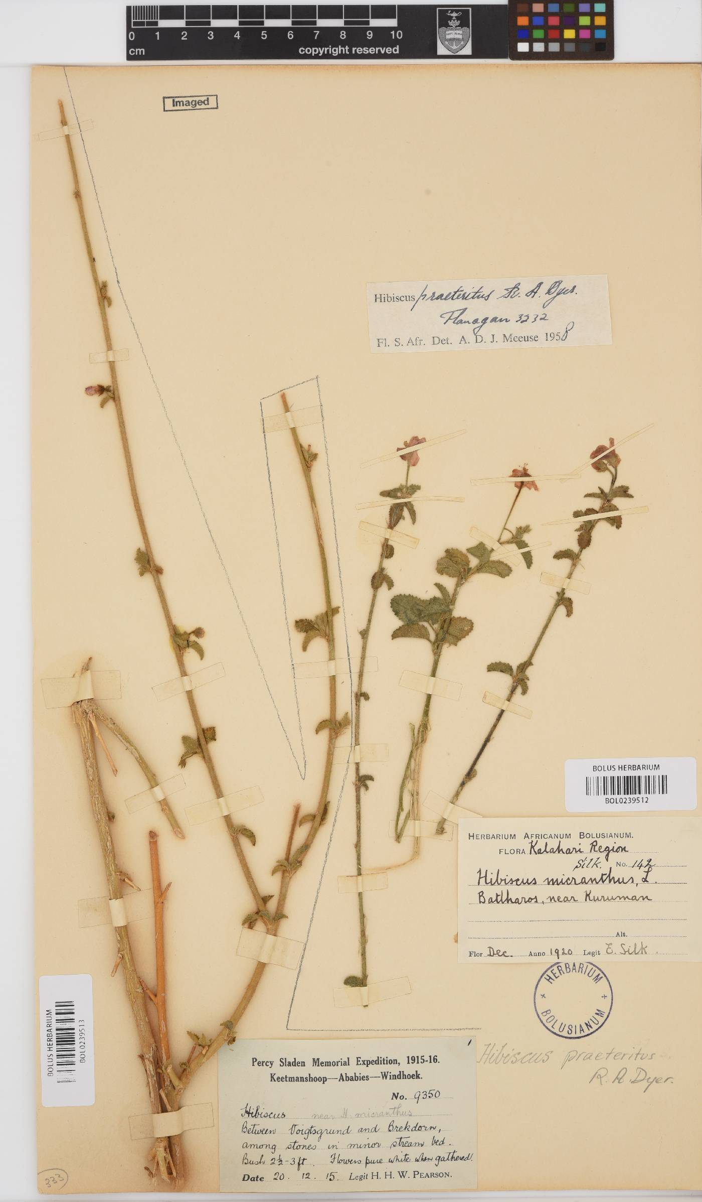 Hibiscus praeteritus image