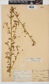 Hibiscus praeteritus image