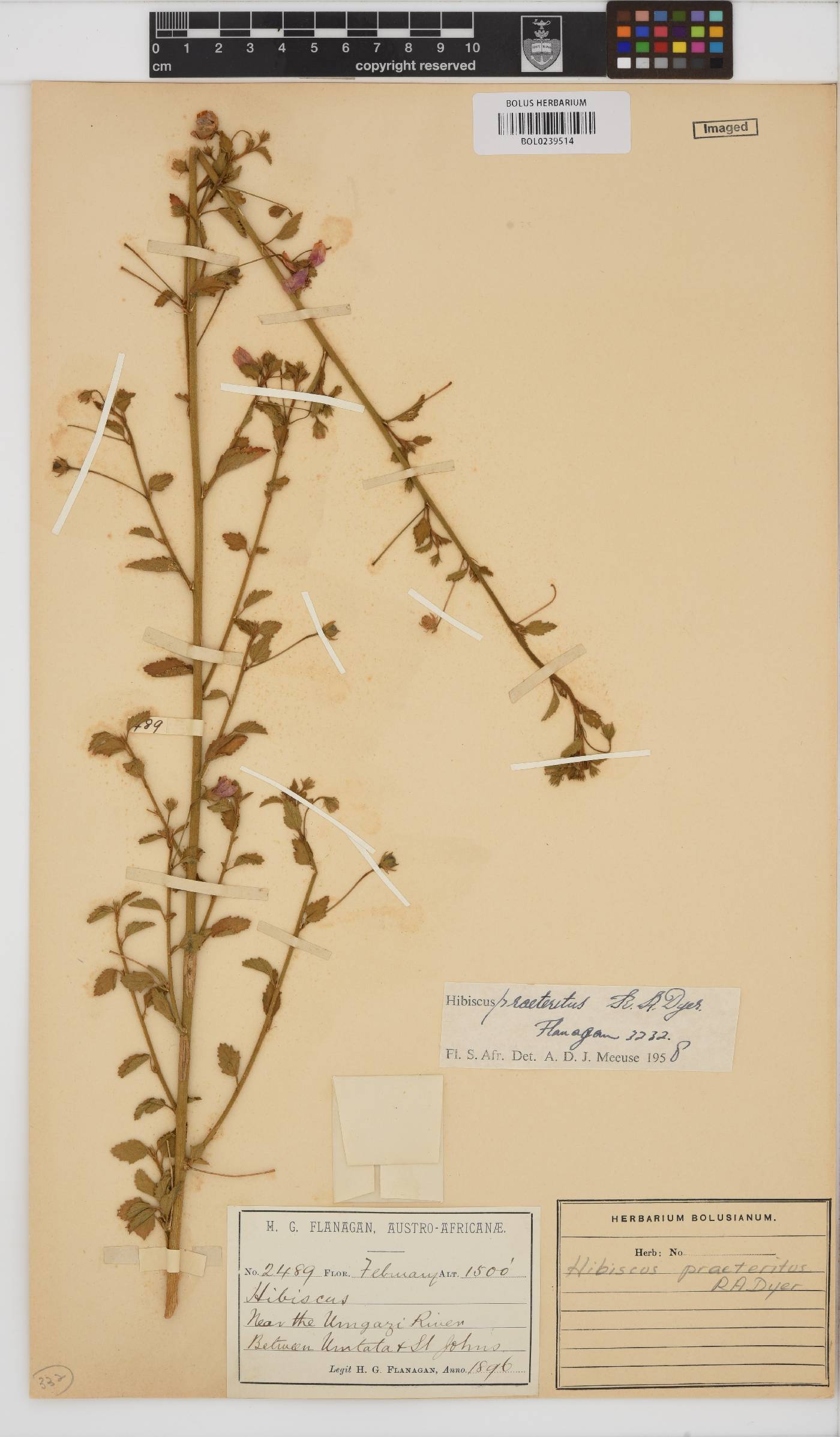Hibiscus image