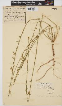 Hibiscus praeteritus image