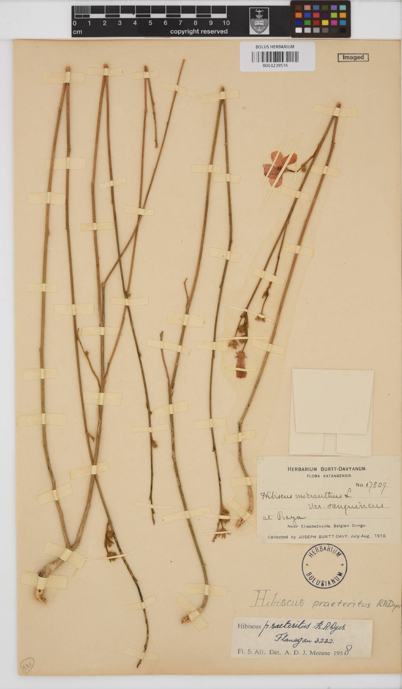 Hibiscus praeteritus image