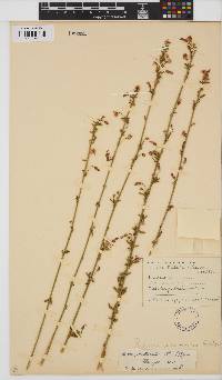 Hibiscus praeteritus image