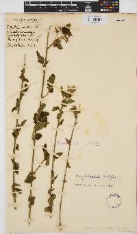 Hibiscus praeteritus image