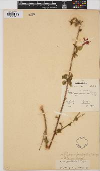 Hibiscus praeteritus image